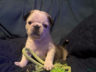 Pug dogs Sassy - Ad 27