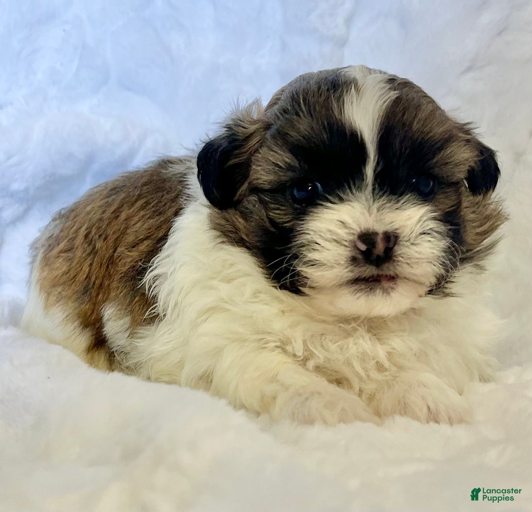 Shih Tzu dogs for sale: Carl - Ad 2