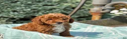 Toy Poodle dogs for sale: Tommy - Ad 10