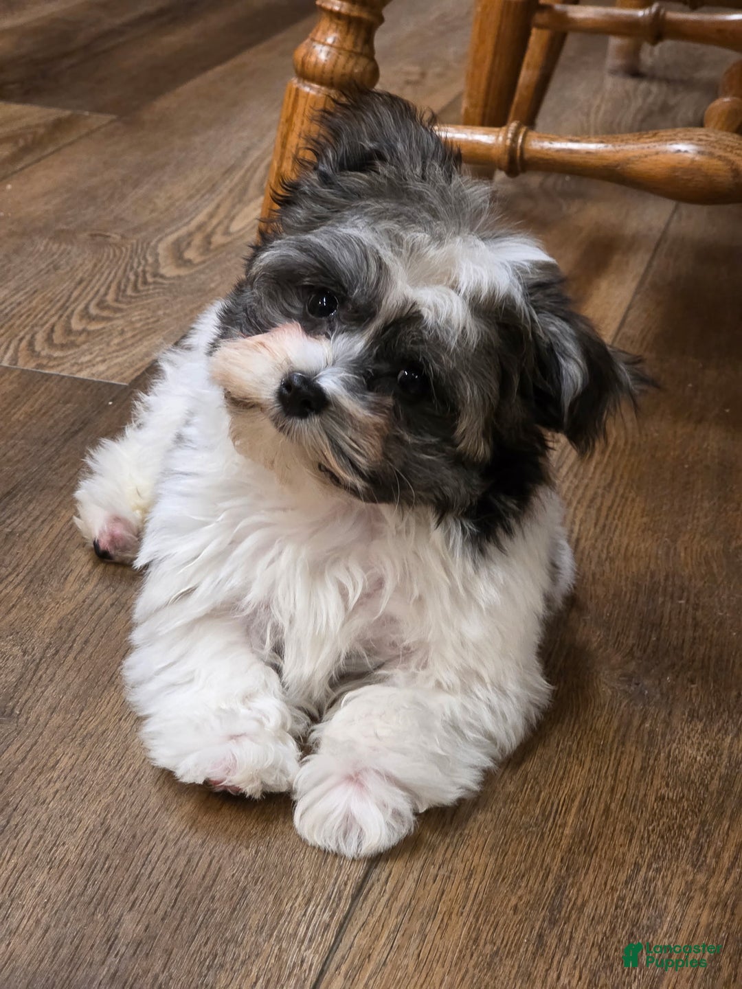 Havanese dogs for sale: Tin Tin - Ad 3