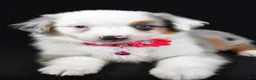 Miniature Australian Shepherd dogs for sale: Mia - Ad 4