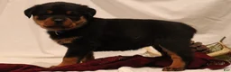 Rottweiler dogs for sale: Ali - Ad 2