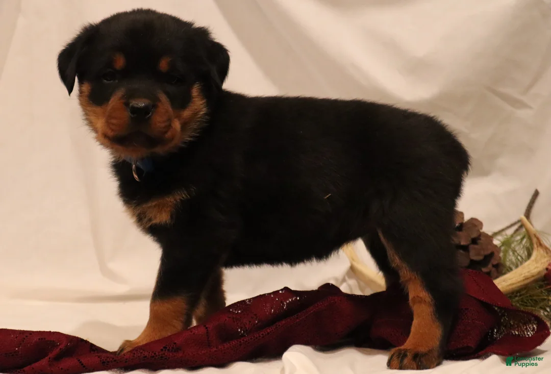 Rottweiler dogs for sale: Ali - Ad 2