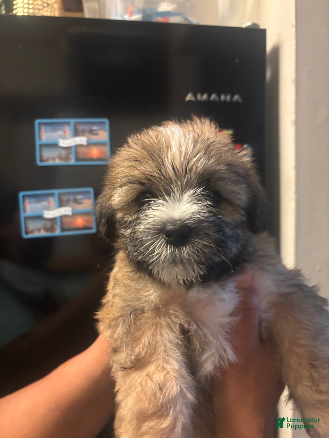 Mixed Breed dogs for sale: Mixed Breed Puppy 1 - Ad 1