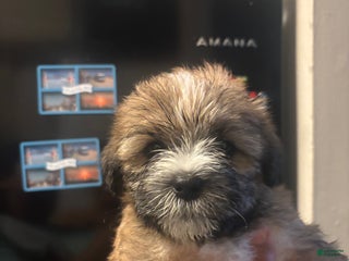 Mixed Breed dogs Mixed Breed Puppy 1 - Ad 20