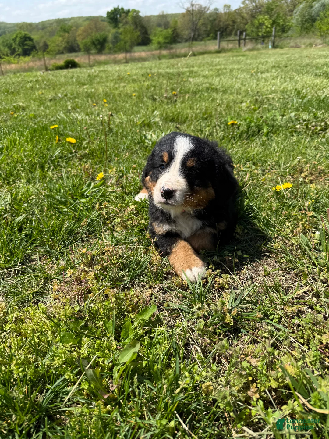 Bernese Mountain Dog dogs for sale: Fiona - Ad 1