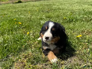 Bernese Mountain Dog dogs Fiona - Ad 6