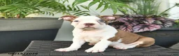 Boston Terrier dogs for sale: Rosemary  - Ad 2