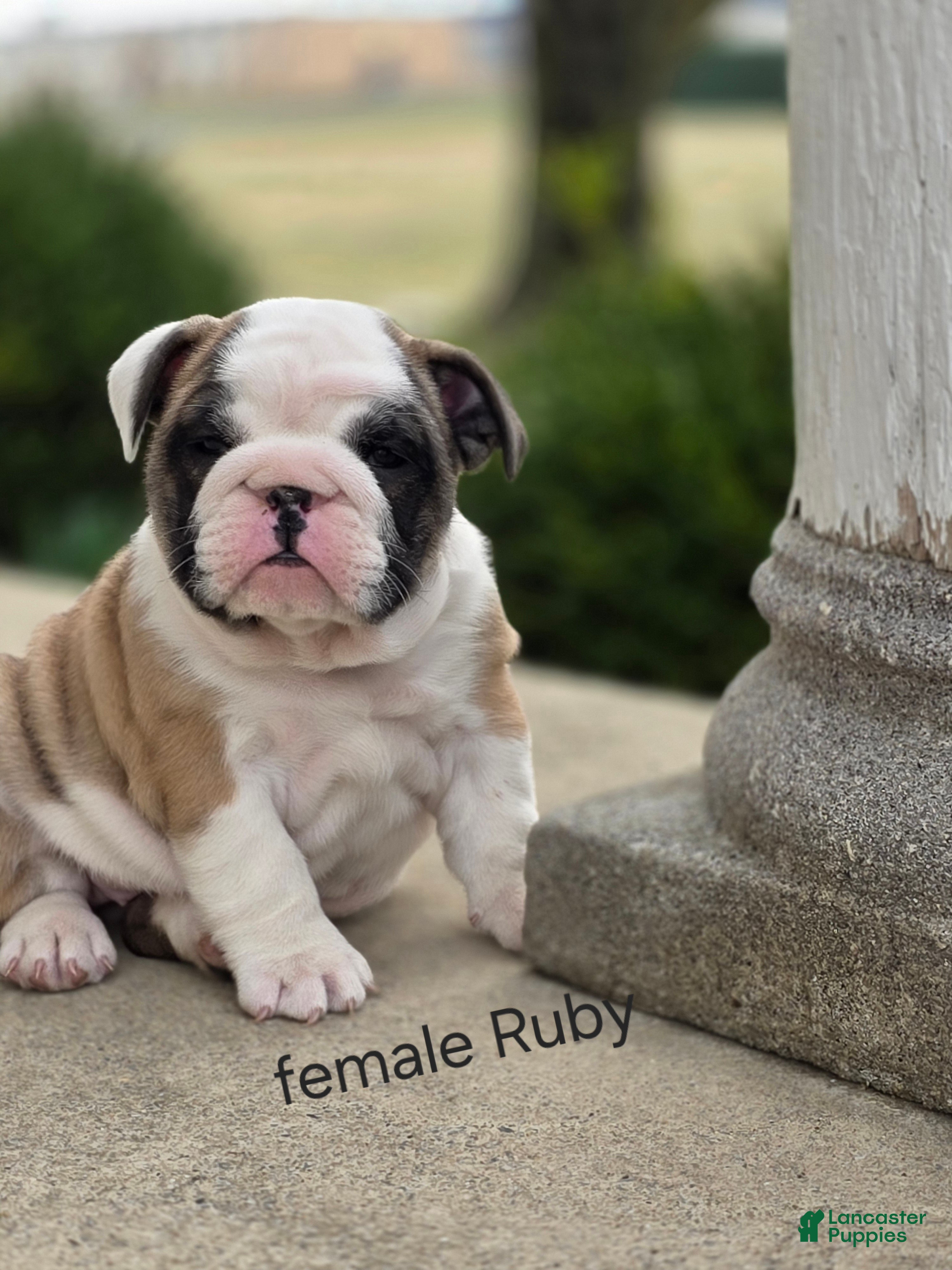English Bulldog dogs English Bulldog Puppy 4 - Ad 1
