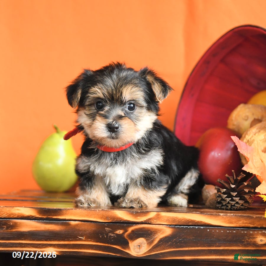 Morkie dogs Cleo - Ad 2
