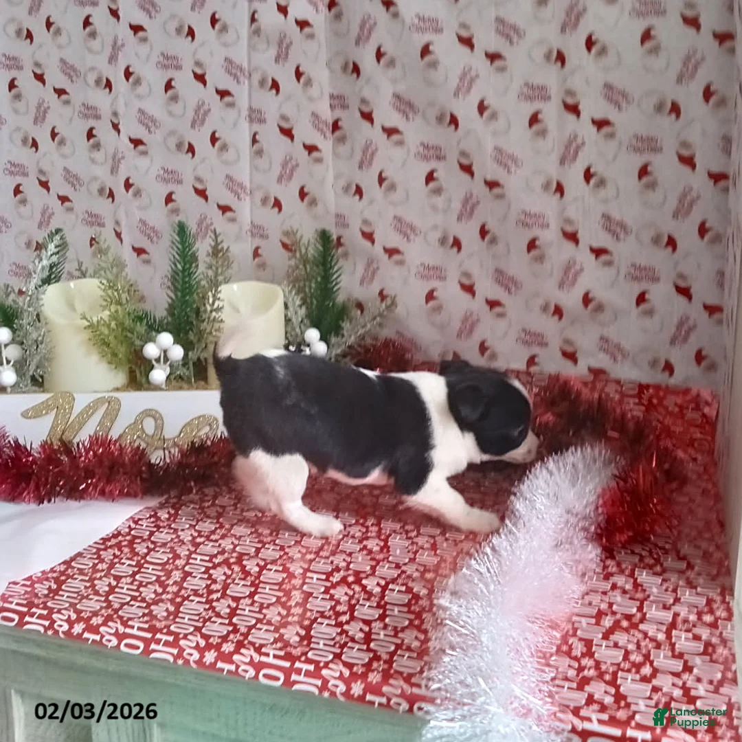 Chihuahua dogs for sale: Clyde - Ad 5