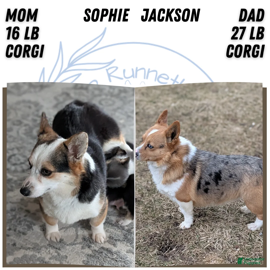 Welsh Corgi Pembroke dogs for sale: Felicity  - Ad 11