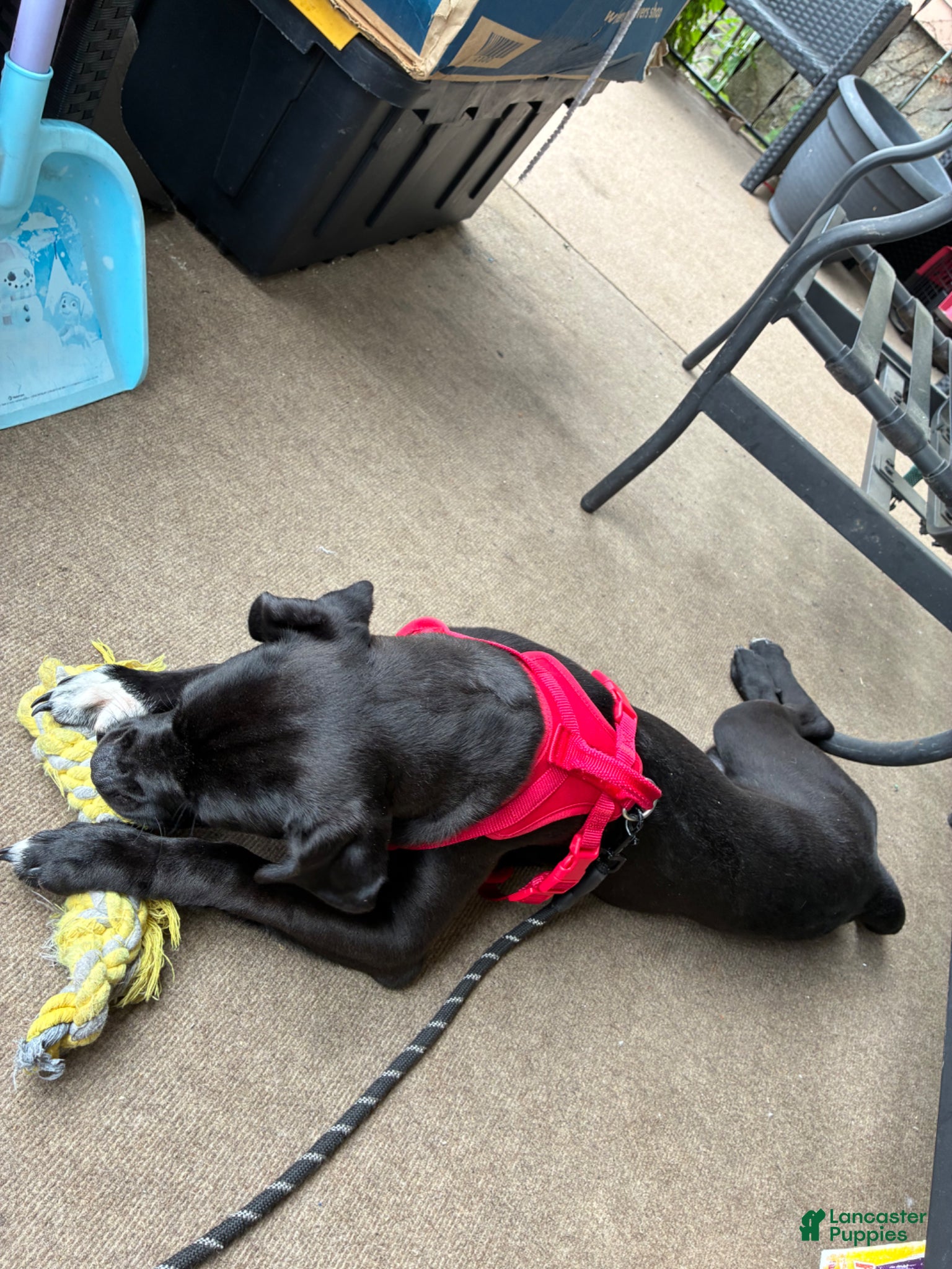 Mixed Breed dogs for sale: Kanesley - Ad 27