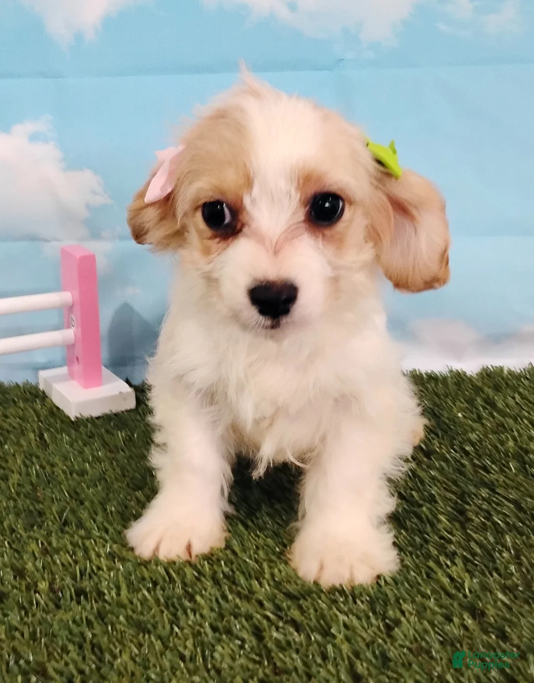 Cavachon dogs for sale: Chloe - Ad 5