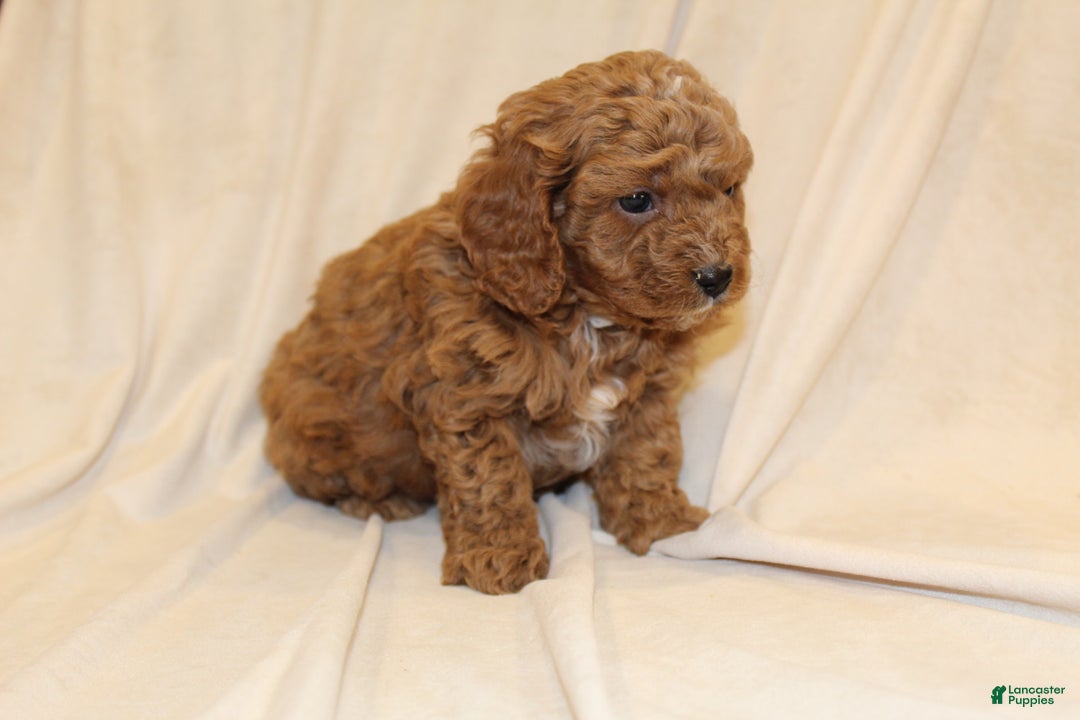 Cavapoo dogs for sale: Cocoa - Ad 2