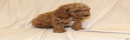 Cavapoo dogs for sale: Cocoa - Ad 5
