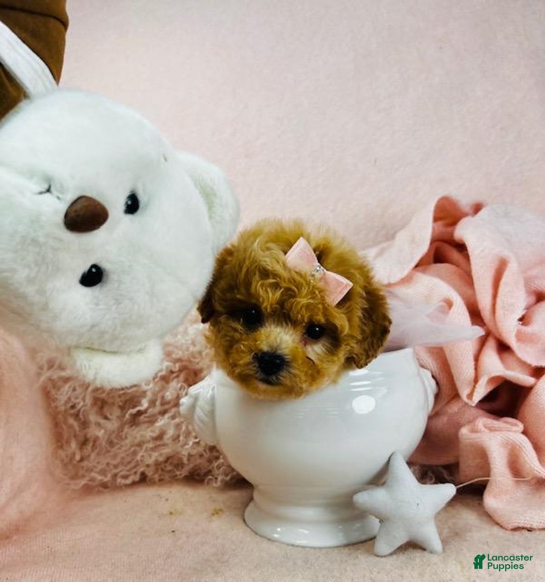 Toy Poodle dogs for sale: Teacup Poodle Puppy  - Ad 2