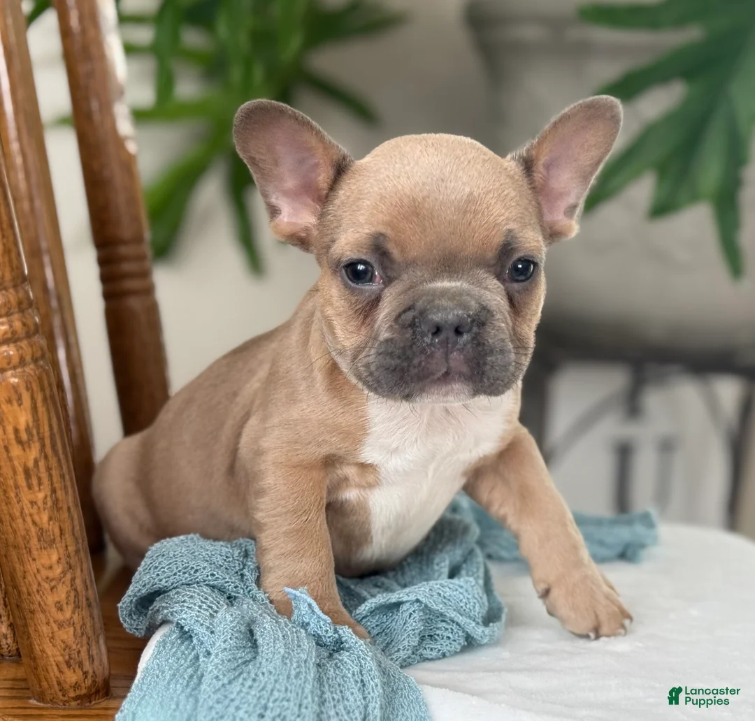 French Bulldog dogs for sale: Wilder - Ad 9
