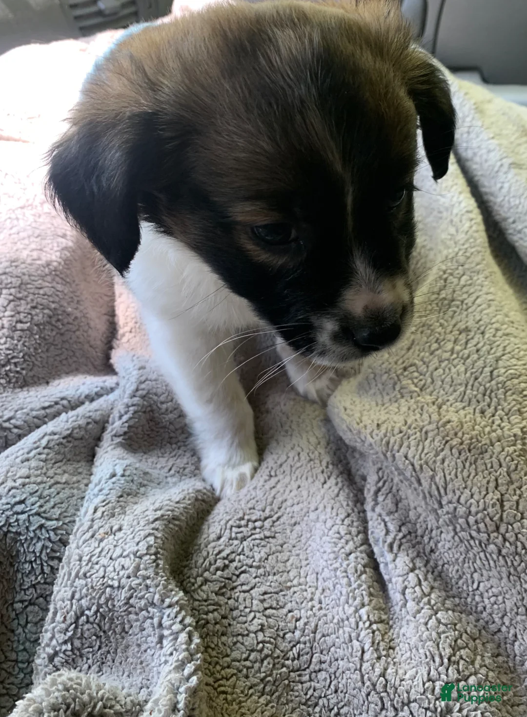 Chihuahua dogs for sale: Chihuahua Puppy 1 - Ad 8