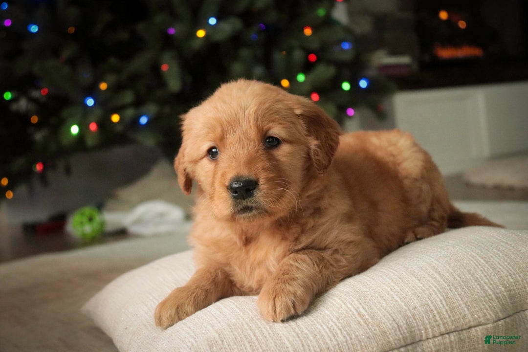 Golden Retriever dogs for sale: Serenity - AKC - Ad 8