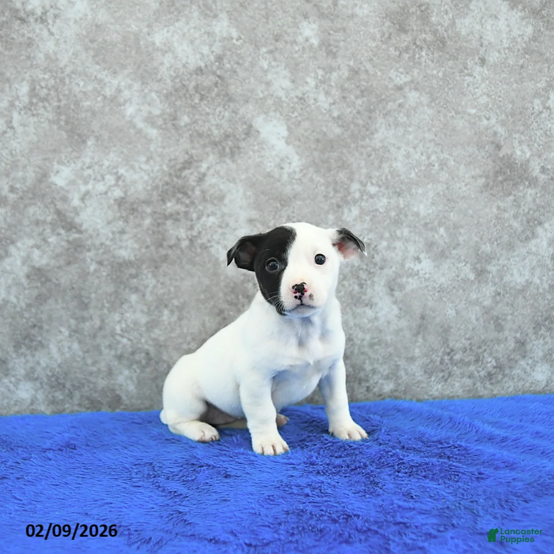 Mixed Breed dogs for sale: Taylor - Ad 3