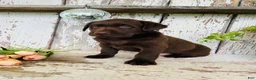 Labrador Retriever dogs for sale: Timmy  - Ad 6
