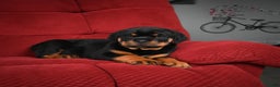 Rottweiler dogs for sale: Tara/ Mocha – Santos Ad-Dirah - Ad 8