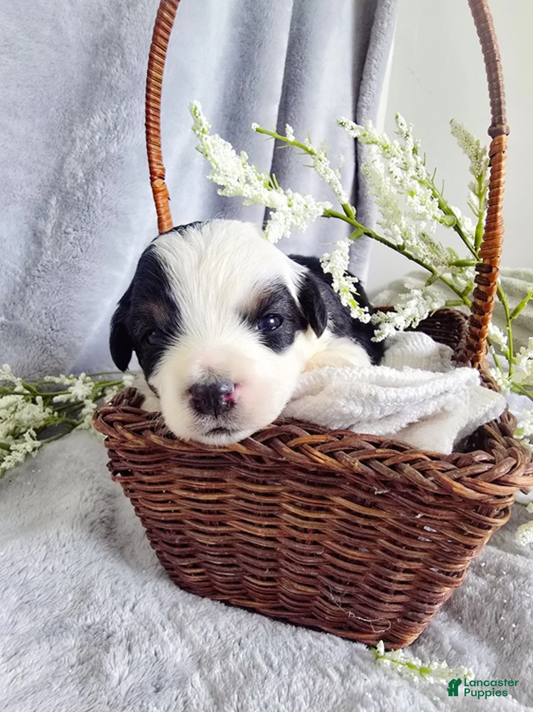 Aussiedoodle dogs for sale: Canalope - Ad 2
