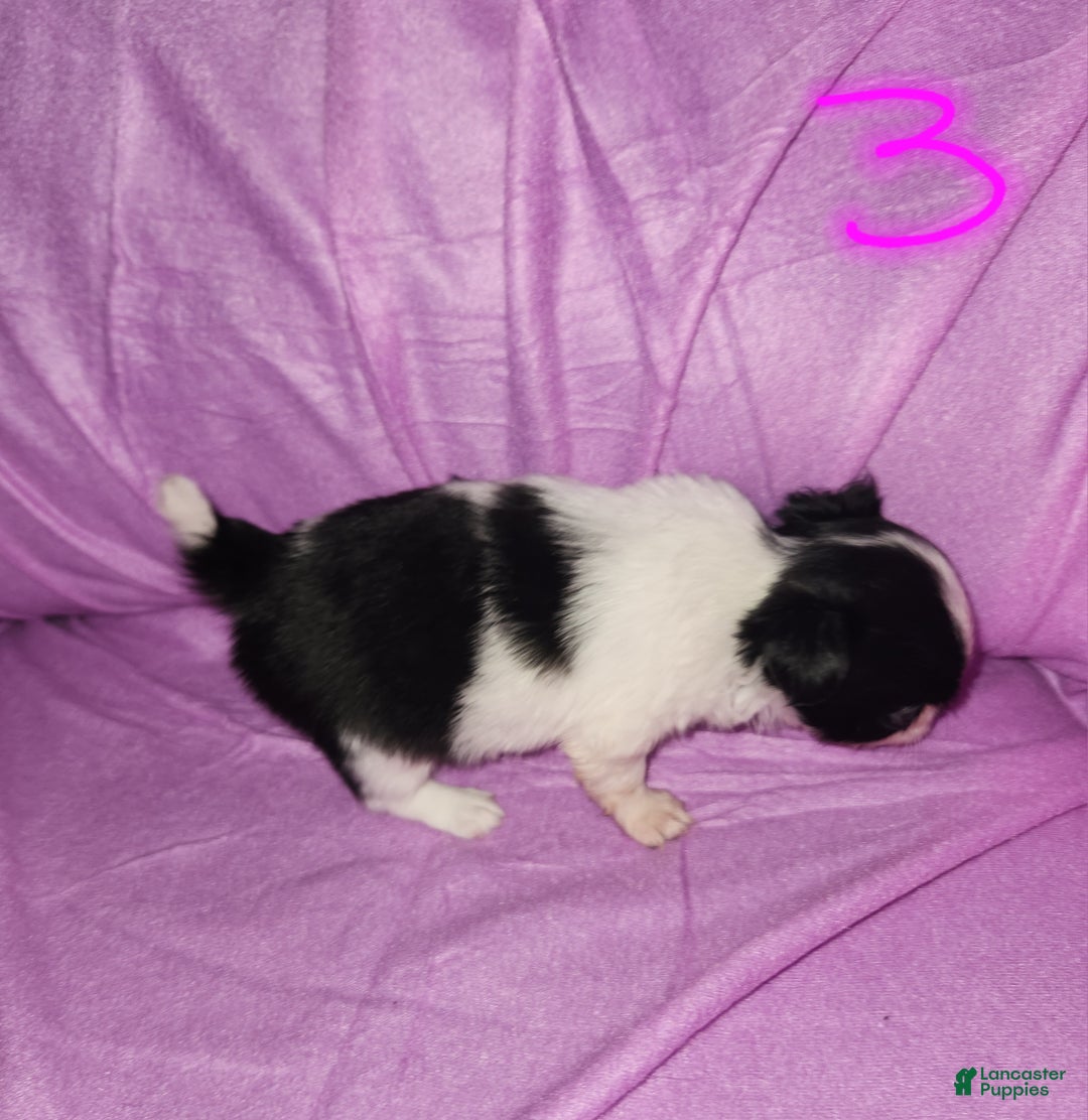 Chihuahua dogs for sale: Annies Female 3 - Ad 3