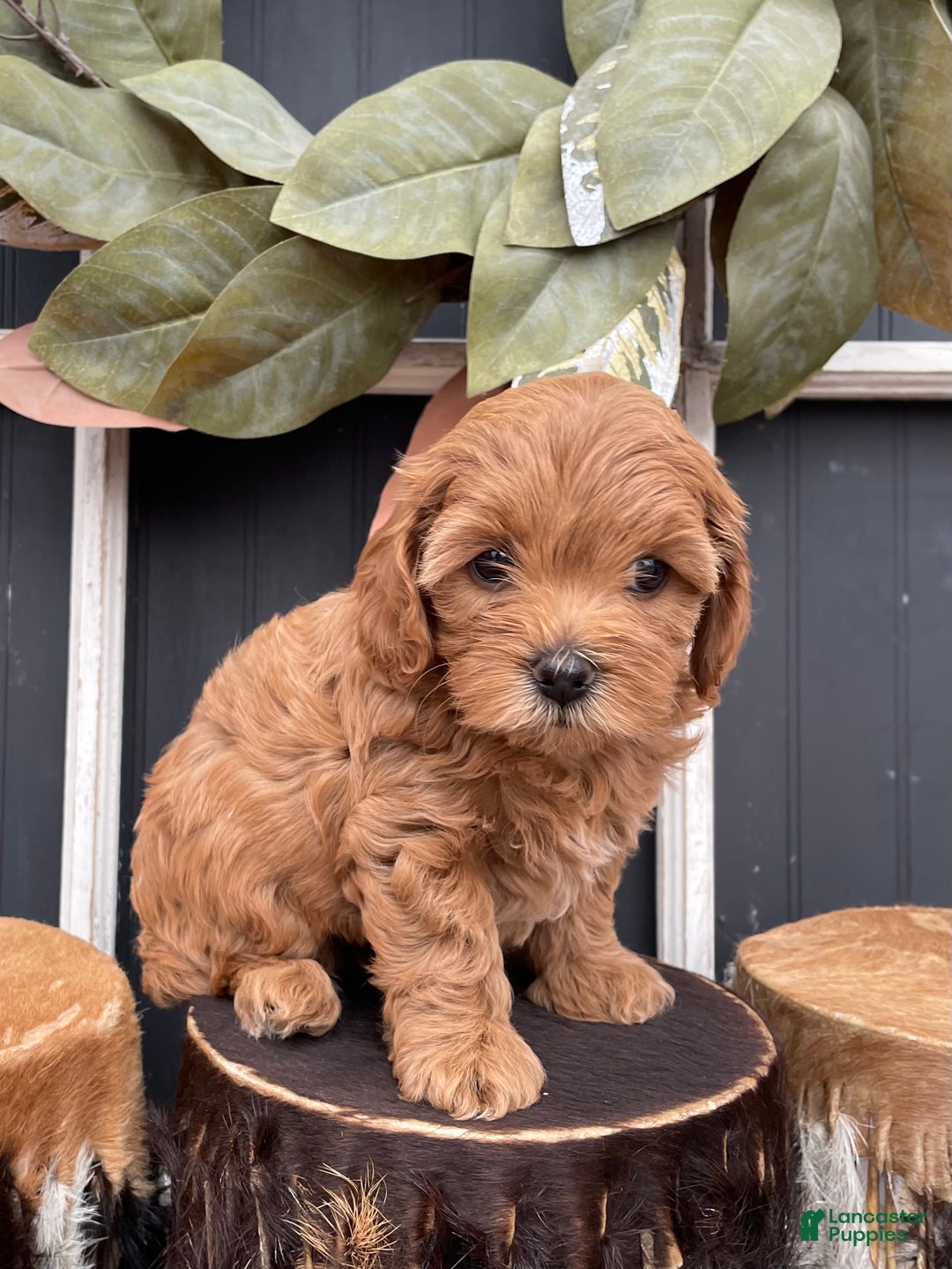 Cavapoo dogs for sale: Stella - Ad 2