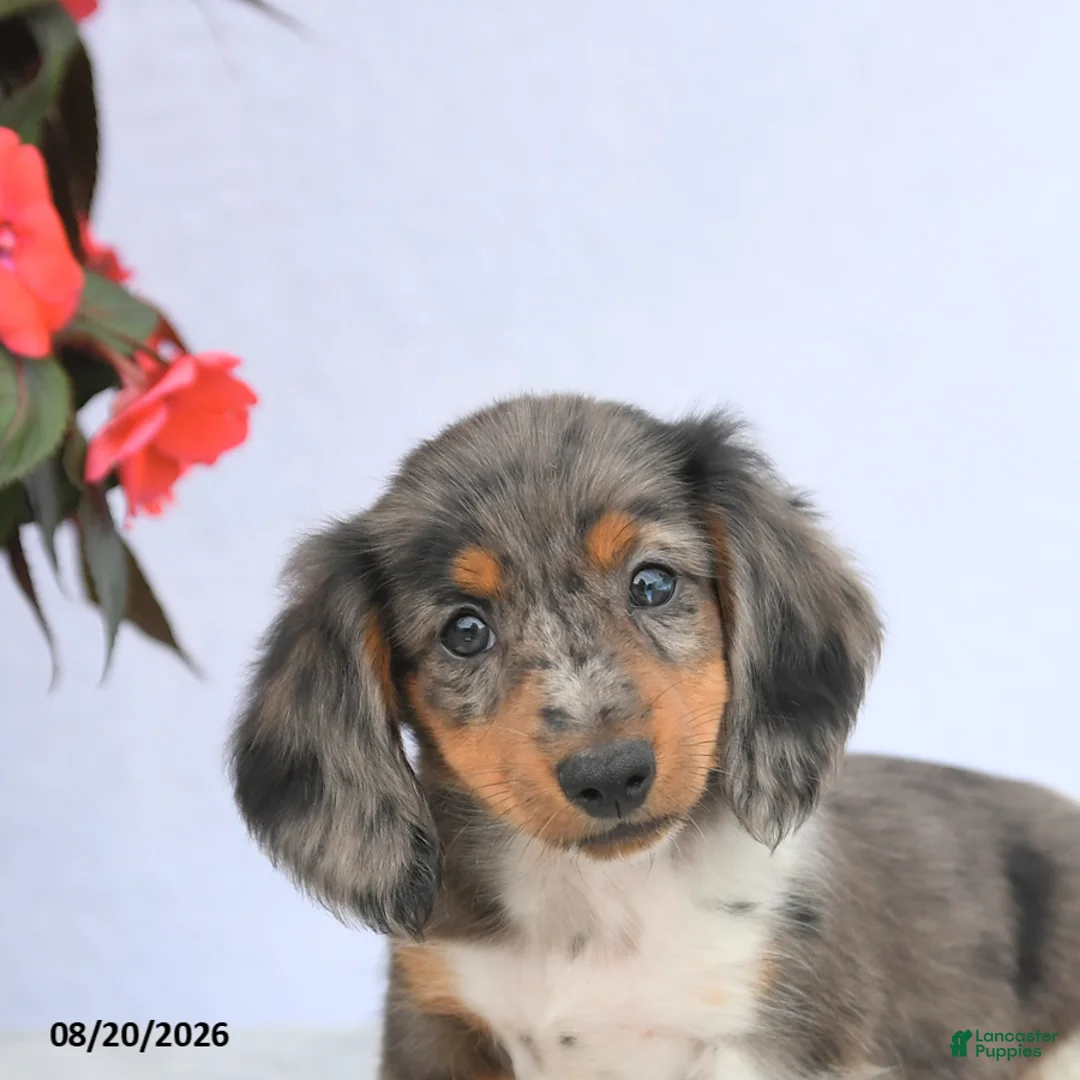 Miniature Dachshund dogs for sale: Hershey - Ad 5