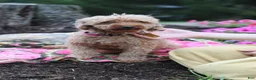 Doxiepoo dogs for sale: Alex - Ad 7