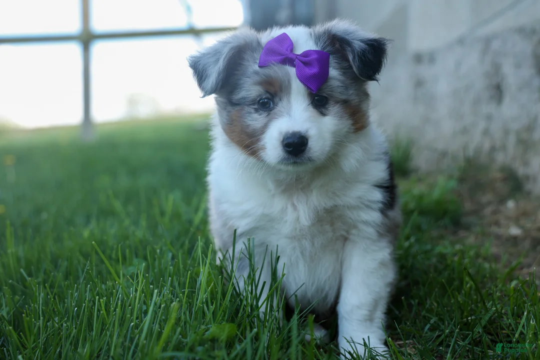 Australian Shepherd dogs for sale: MUFFIN - Ad 1
