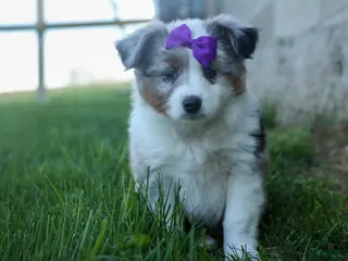Miniature Australian Shepherd dogs for sale: MUFFIN - Ad 2