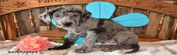 Great Dane dogs for sale: Silver - Ad 3