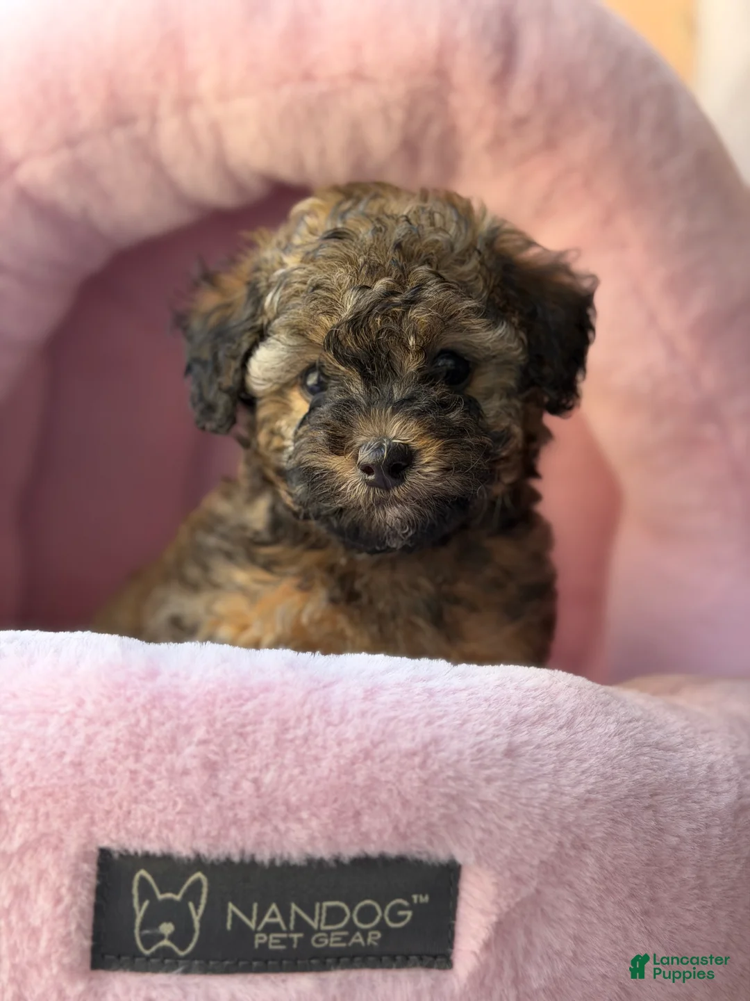Toy Poodle dogs for sale: Milan  - Ad 2