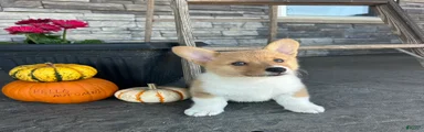 Cooper Welsh Corgi Pembroke 