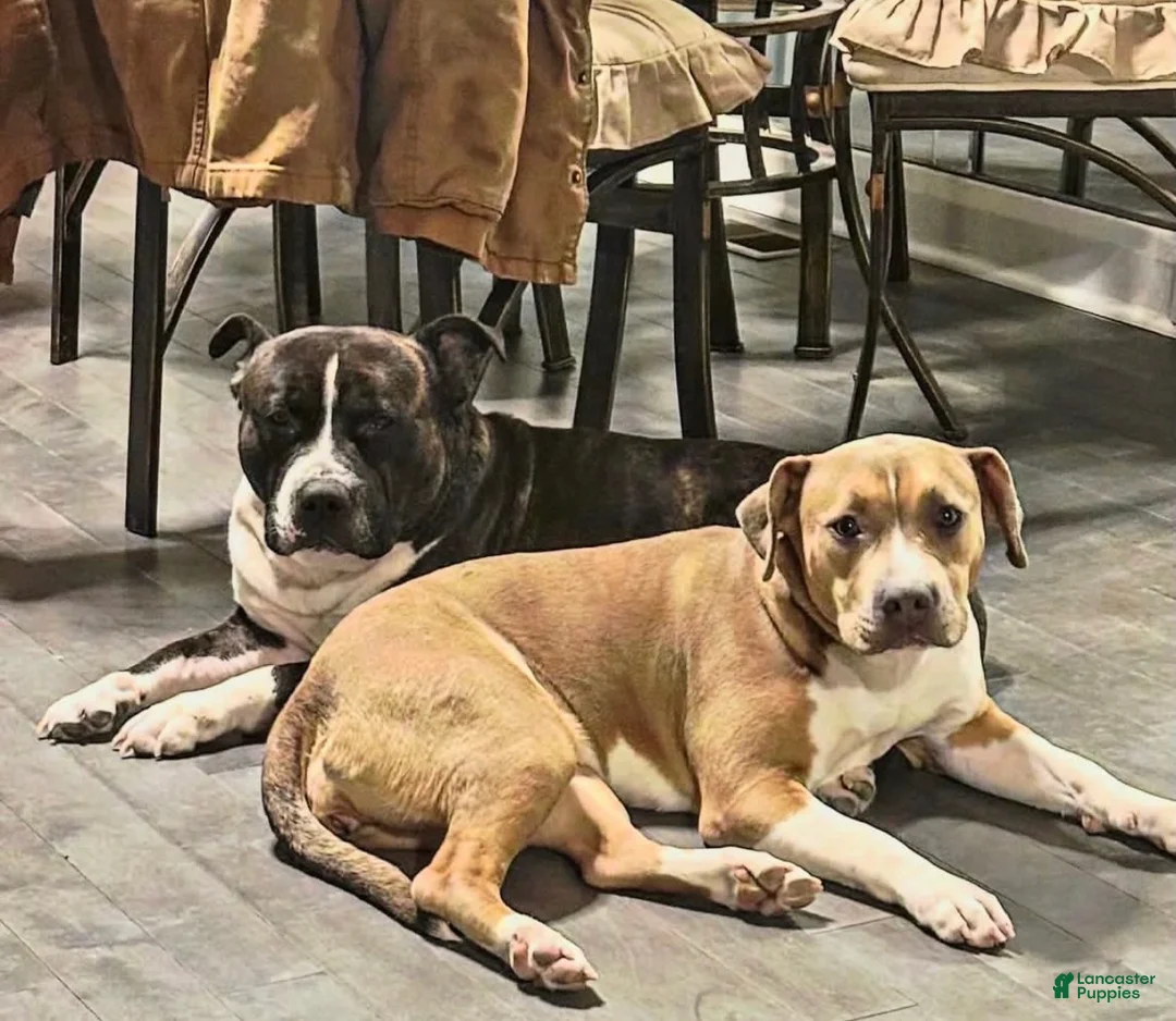 American Bully dogs for sale: American Bully Puppy 4 - Ad 2