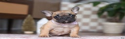 French Bulldog dogs for sale: Sadie - Ad 3