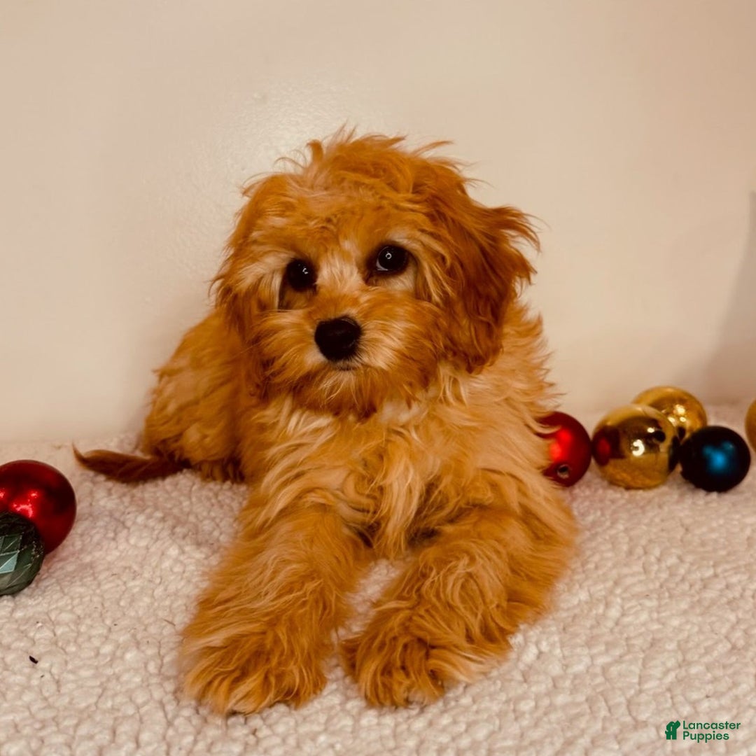 Cavapoo dogs for sale: Autumn  - Ad 3