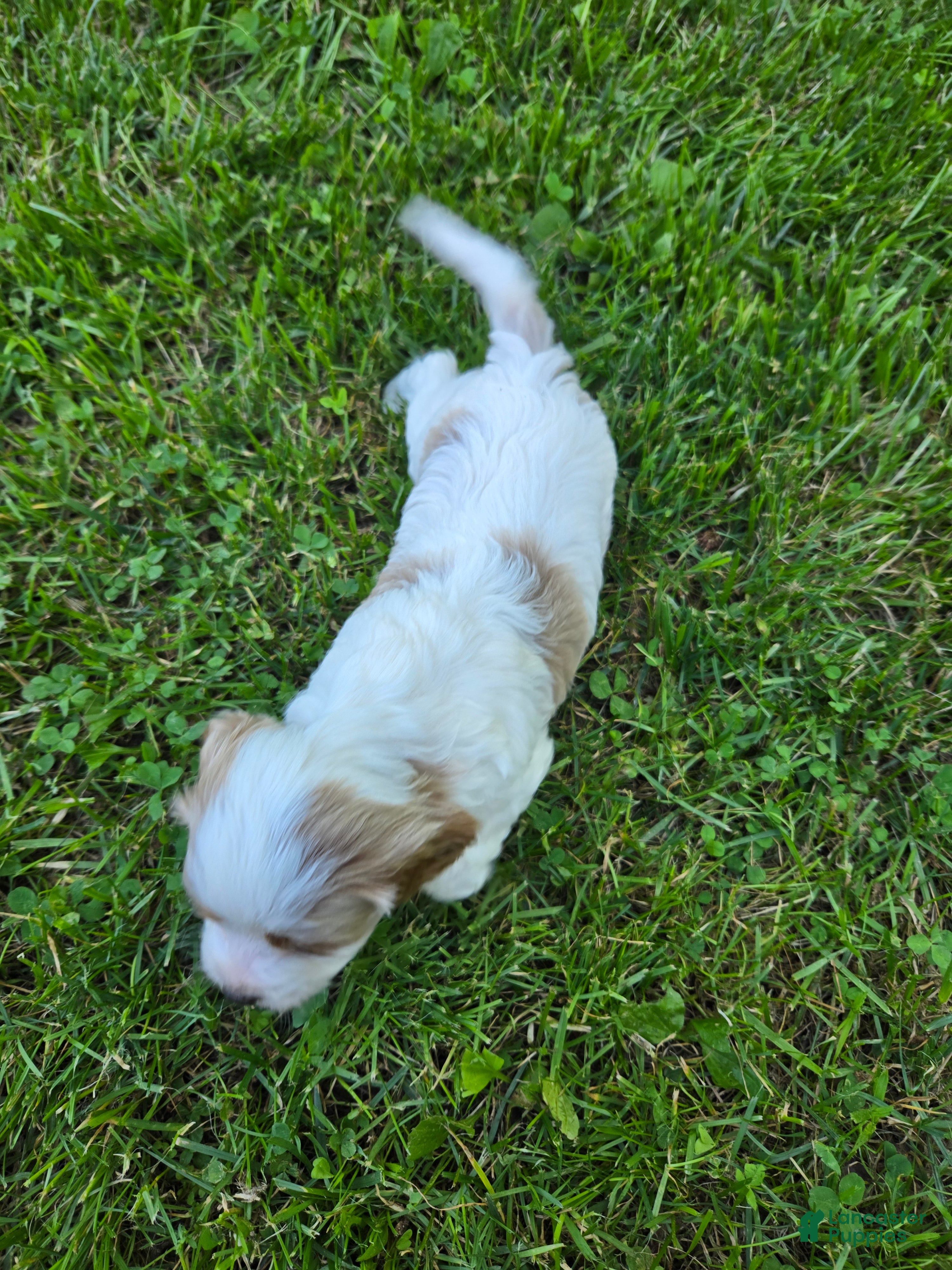 Cavapoo dogs Hugo - Ad 2