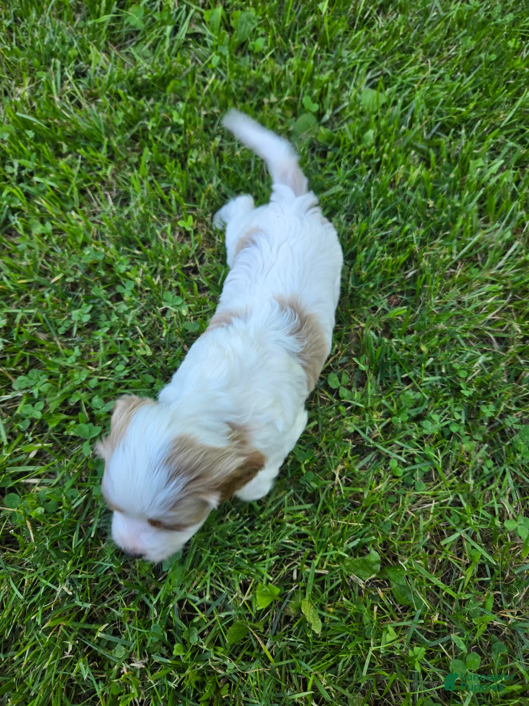 Cavapoo dogs for sale: Hugo - Ad 2
