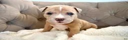 American Bully dogs for sale: Rex - XL American Bully Puppy  - Ad 3