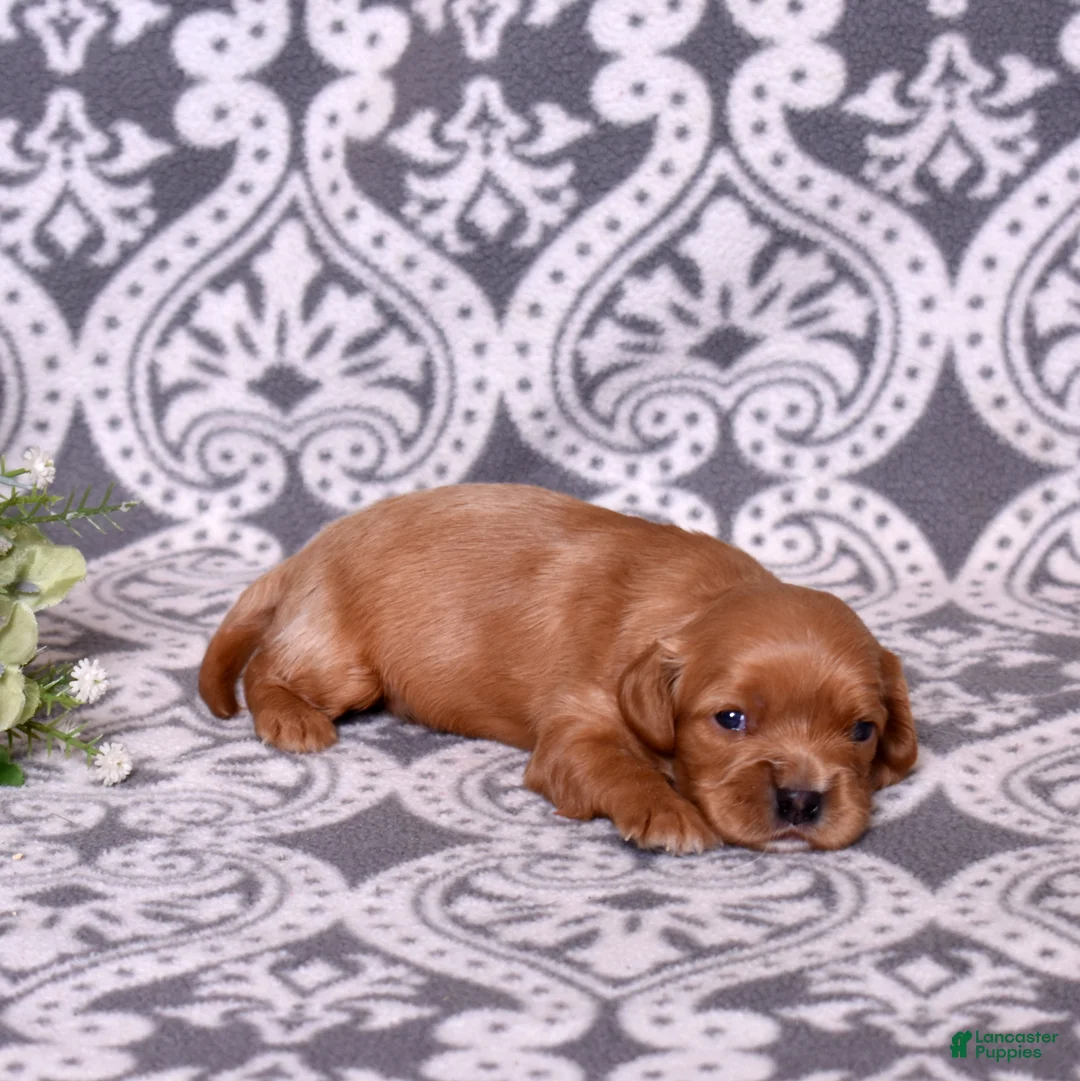 Cavalier King Charles Spaniel dogs for sale: Zephyr - Ad 1