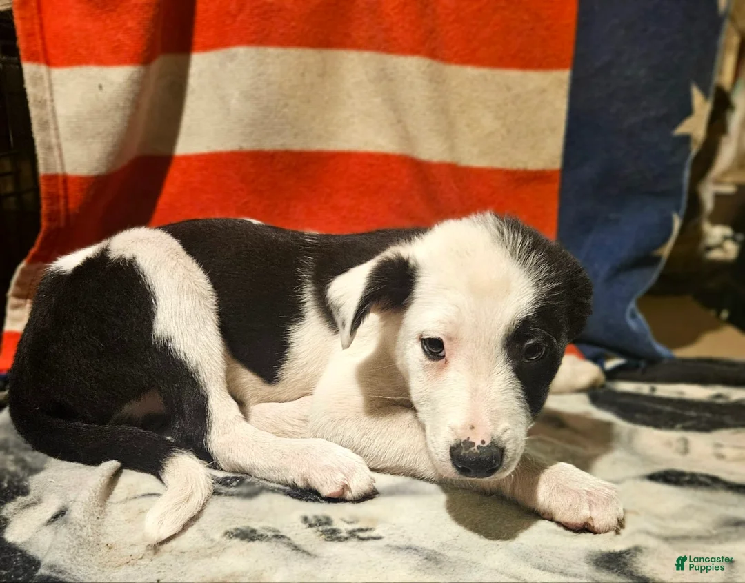 Border Collie dogs for sale: I-dog - Ad 3