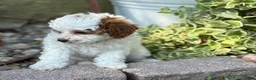 Toy Poodle dogs for sale: Taffy - Ad 4