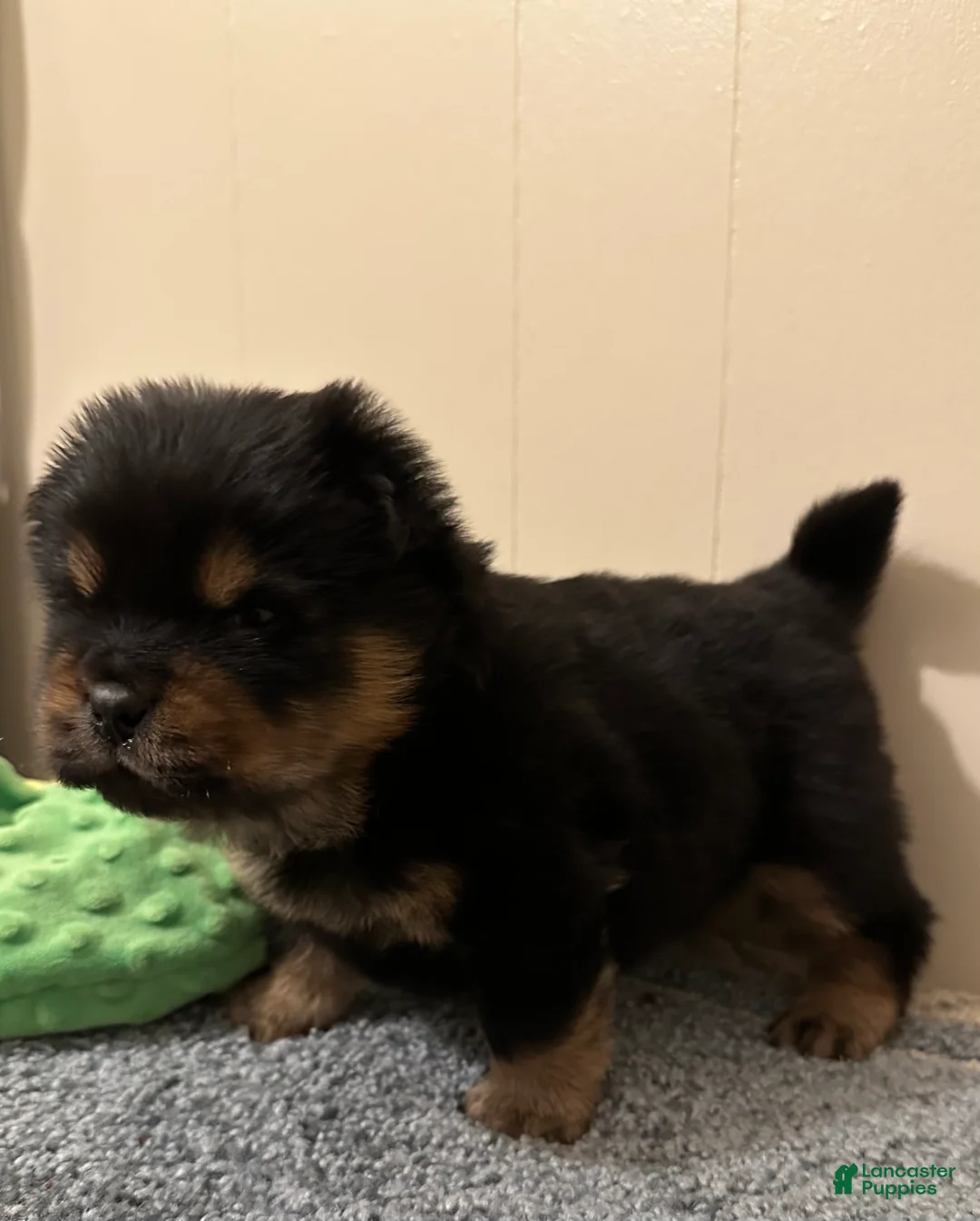 Chow Chow dogs for sale: Bear - Ad 2