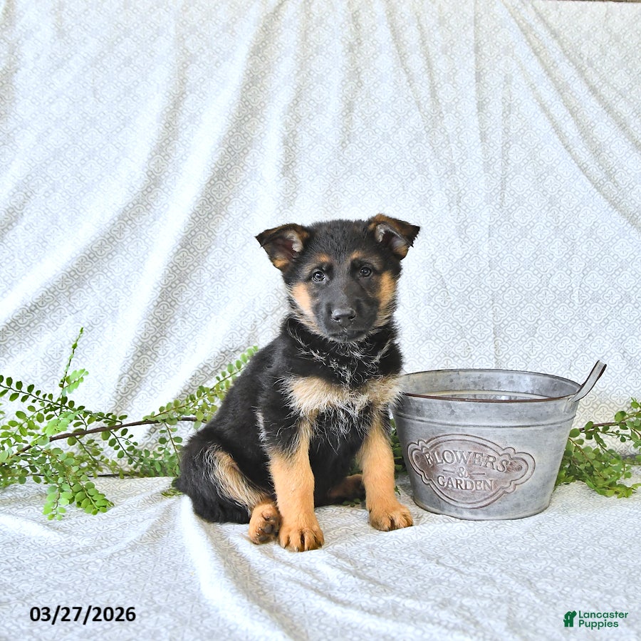 German Shepherd dogs Holly - Ad 2