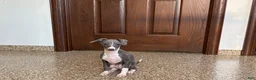 Italian Greyhound dogs for sale: Larry - Ad 7