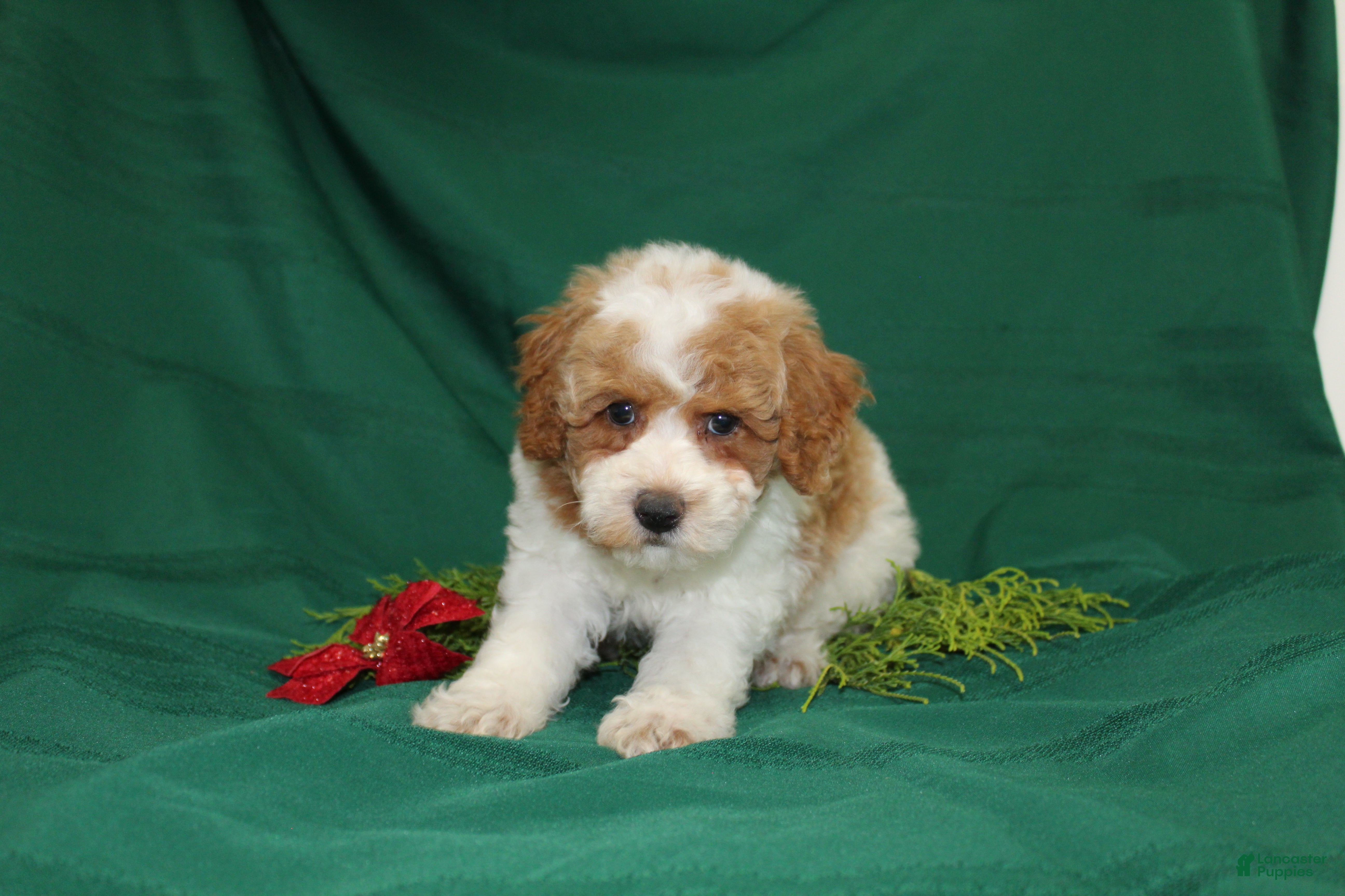Miniature Poodle dogs Olaf - Ad 35